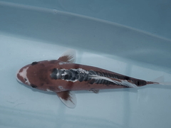 Killikus&reg; Fotographie